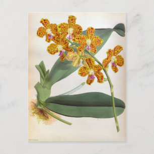 Vanda Parishii Orange Vintage Lindenia Orchid Postcard
