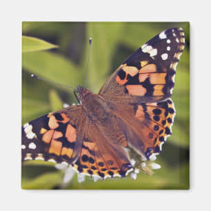 vanessa cardui - Europe, Germany, Bavaria, Magnet