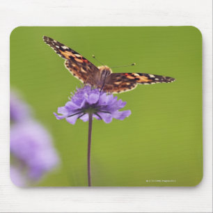 vanessa cardui - Europe, Germany, Bavaria, Mouse Mat
