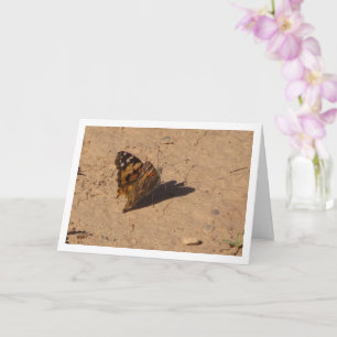 Vanessa cardui - Painted Lady Butterfly Card