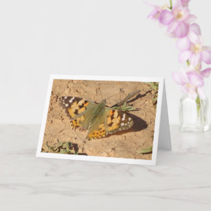 Vanessa cardui - Painted Lady Butterfly Card