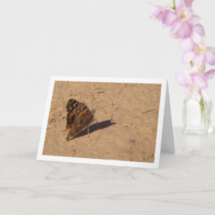 Vanessa cardui - Painted Lady Butterfly Card
