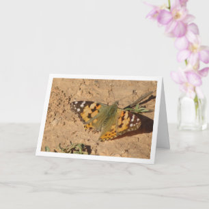 Vanessa cardui - Painted Lady Butterfly Card