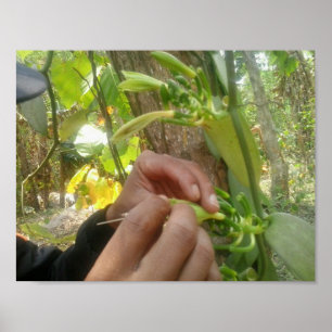 Vanilla Flower Pollination Poster