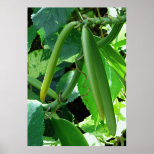Vanilla Orchid Beans Poster