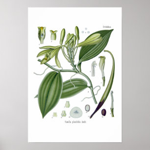 Vanilla orchid poster