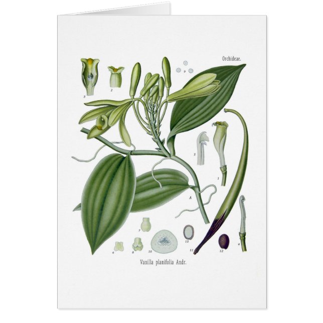 Vanilla planifolia (Front)