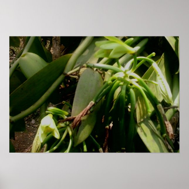 Vanilla Plant Orchids Picture Poster (Front)