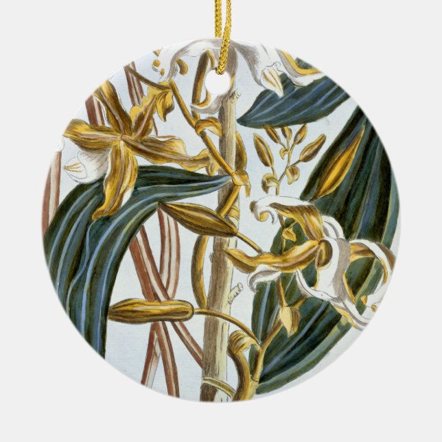 Vanilla pods, plate 65, from 'Collection Precieuse Ceramic Tree Decoration (Front)