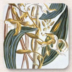 Vanilla pods, plate 65, from 'Collection Precieuse Coaster