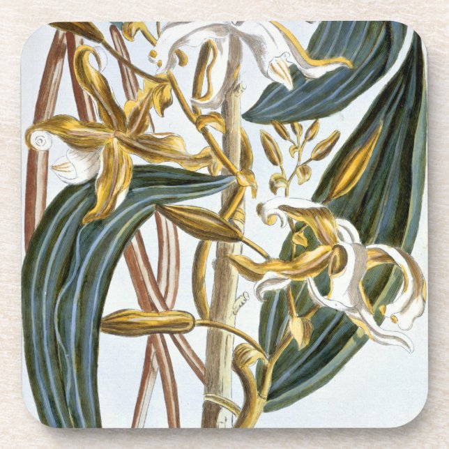 Vanilla pods, plate 65, from 'Collection Precieuse Coaster (Front)