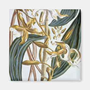 Vanilla pods, plate 65, from 'Collection Precieuse Magnet
