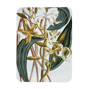 Vanilla pods, plate 65, from 'Collection Precieuse Magnet