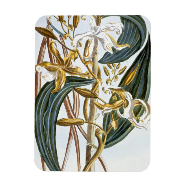 Vanilla pods, plate 65, from 'Collection Precieuse Magnet (Vertical)