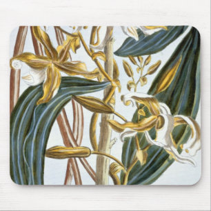 Vanilla pods, plate 65, from 'Collection Precieuse Mouse Mat