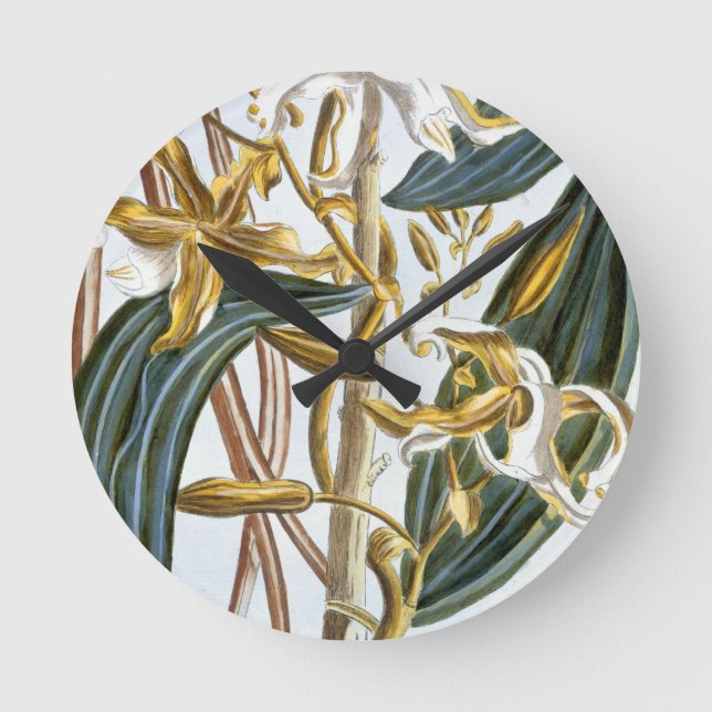 Vanilla pods, plate 65, from 'Collection Precieuse Round Clock (Front)