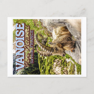 VANOISE NATIONAL PARK - SAVOIE FRANCE - IBEX  POSTCARD