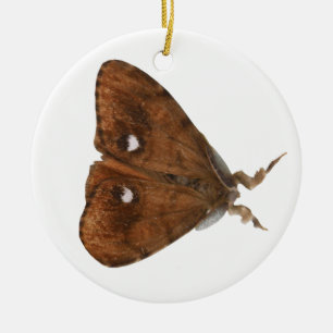 Vapourer Moth Ornament
