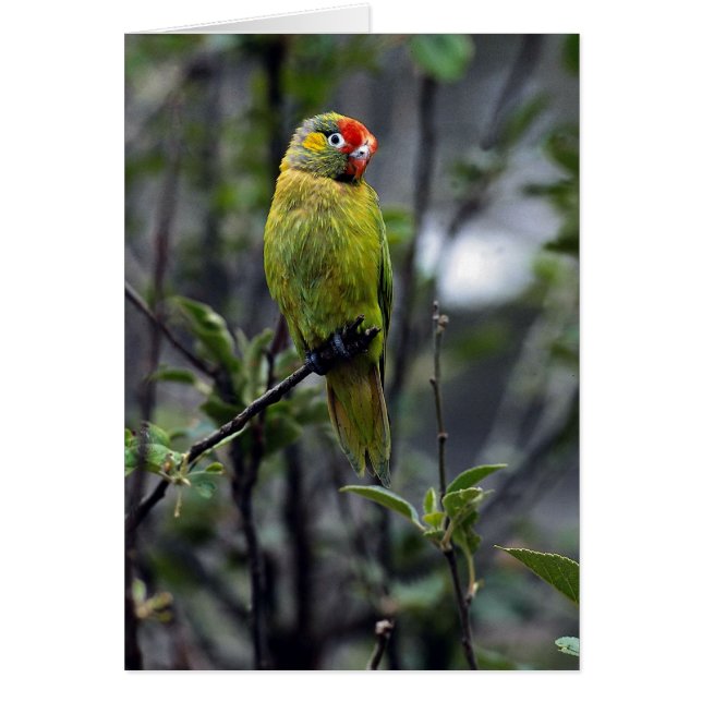 Varied lorikeet, Australia (Front)