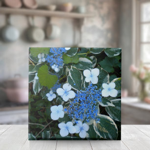 Variegated Blue Hydrangea Tile
