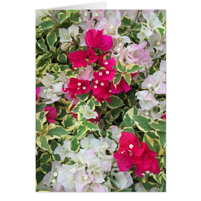 Variegated Bougainvillea (Front)