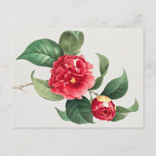 Variegated Camellia, Pierre-Joseph Redouté, 1833 Postcard