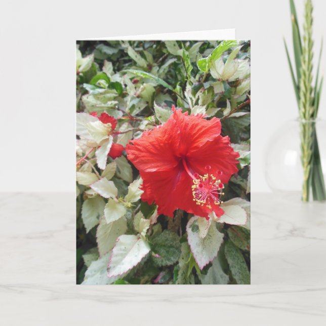 Variegated Hibiscus Holiday Card (Front)