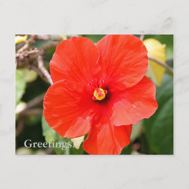 Variegated Hibiscus Postcard (Front)