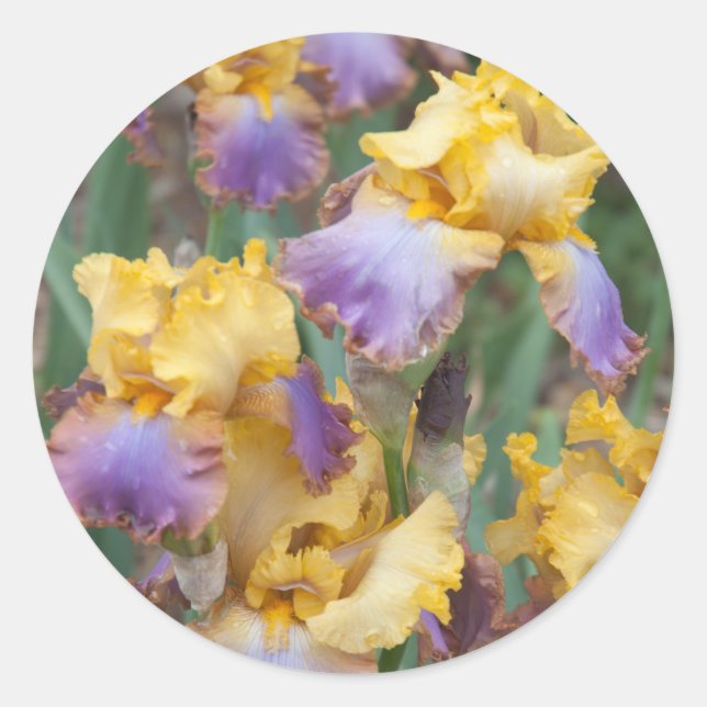 Variegated Iris Classic Round Sticker (Front)
