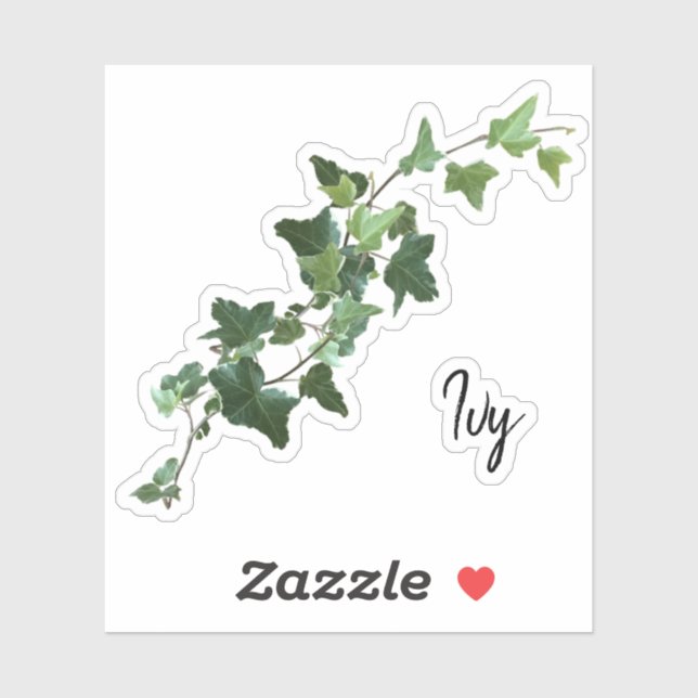 Variegated Ivy  (Sheet)