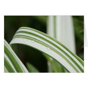 Variegated Kwanzo Daylily