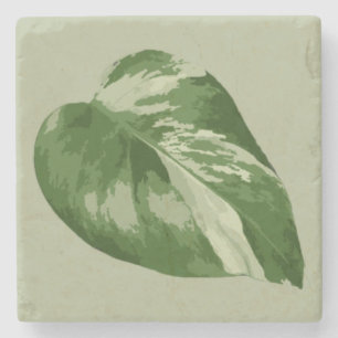 Variegated Monstera Leaf – Real Plant Art Stone Coaster