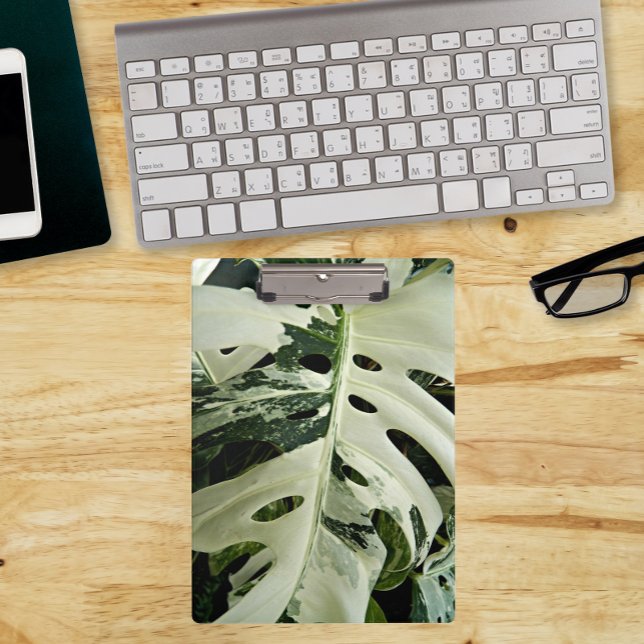 Variegated Monstera Plant Botanical Clipboard (In Situ)