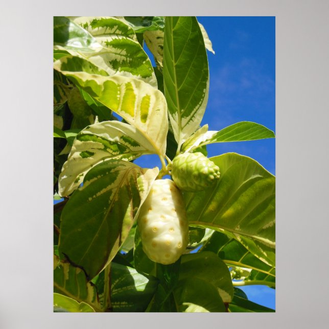 Variegated Noni Fruit Poster (Front)