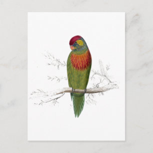 Variegated Parrakeet by Edward Lear Postcard