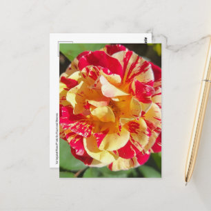 Variegated Red & Yellow Rose Postcard