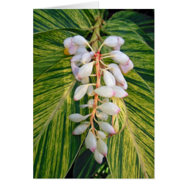 Variegated Shell Ginger (Front)