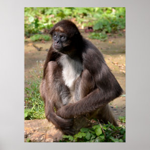 Variegated spider monkey sitting on ground holida poster