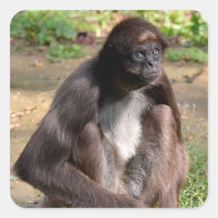 Variegated spider monkey sitting on ground square sticker