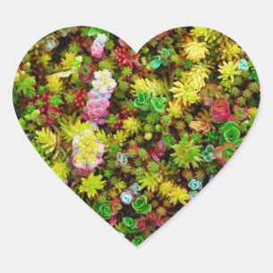 Variegated Succulents Multicolored Plants Heart Sticker