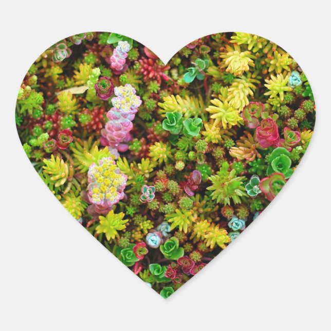Variegated Succulents Multicolored Plants Heart Sticker (Front)