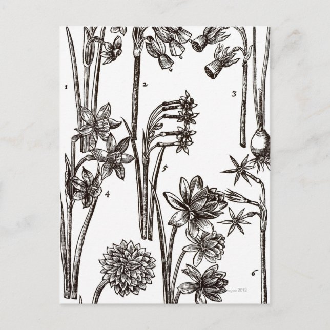 Varieties of Jonquils Postcard (Front)