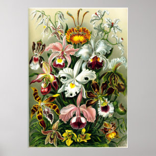 Varieties of Orchids lithographic by Ernst Haeckel Poster