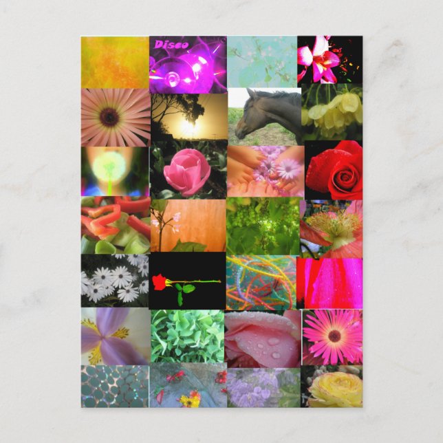 Variety Collage Postcard (Front)