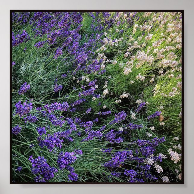 Variety of Lavender Poster (Front)