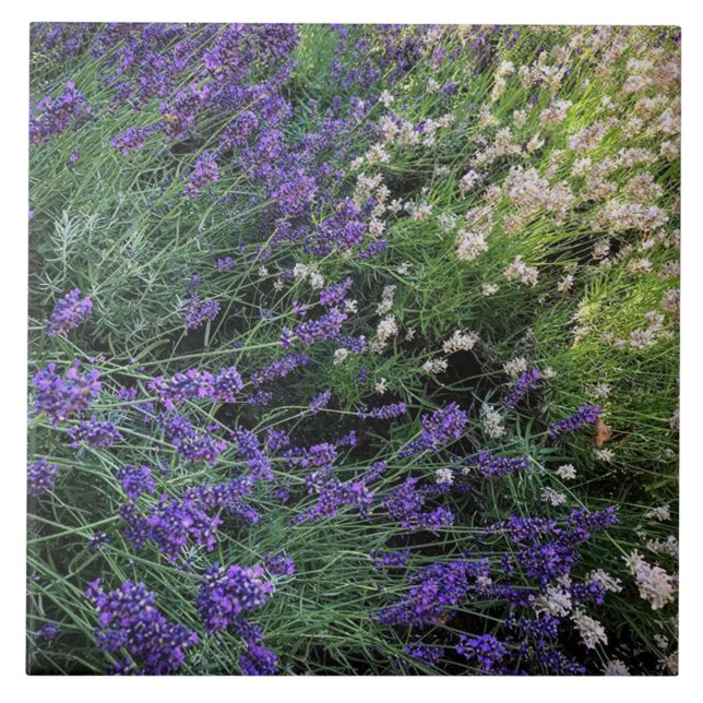 Variety of Lavender Tile (Front)