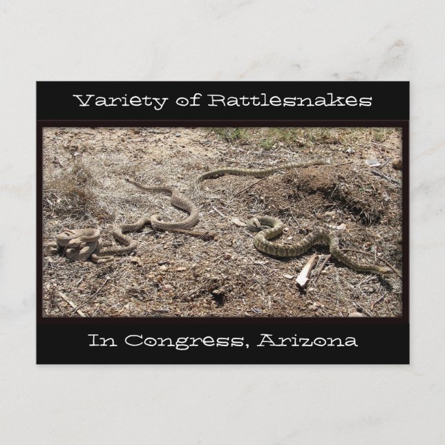 Variety of Rattlesnakes In Congress AZ... Postcard (Front)