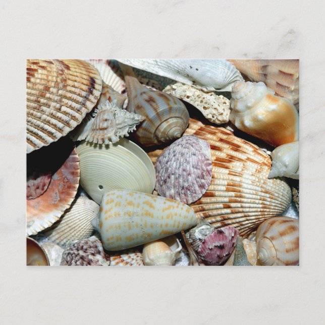 Variety of Seashells on Beach Photo Postcard (Front)