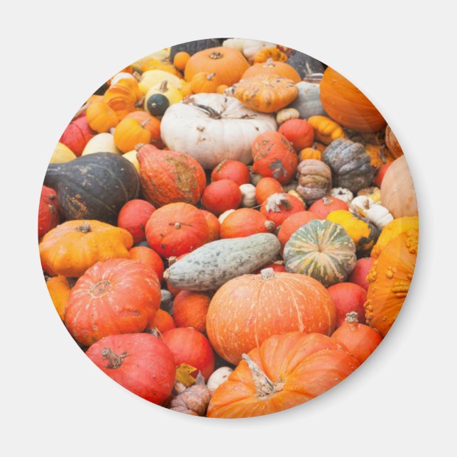 Variety of squash for sale, Germany Magnet (Front)