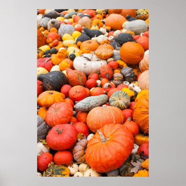 Variety of squash for sale, Germany Poster (Front)